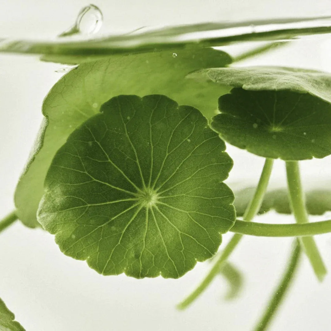 Beauty of Joseon Light On Serum Centella   Vita C Eye Serum